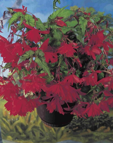 Pendula donder rood